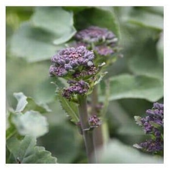 Organic Broccoli Early Purple Sprouting seeds
