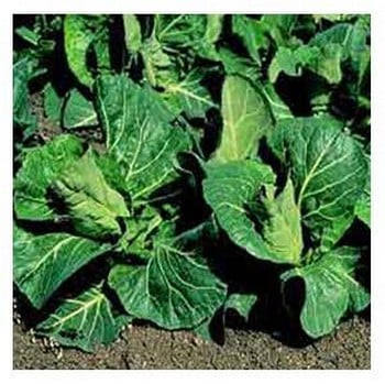 Organic Cabbage F1 Advantage Seeds