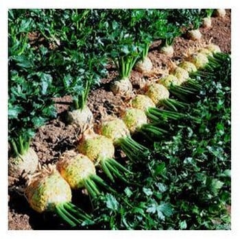 Organic Celeriac Prinz Seeds