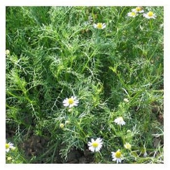 Organic Chamomile Seeds