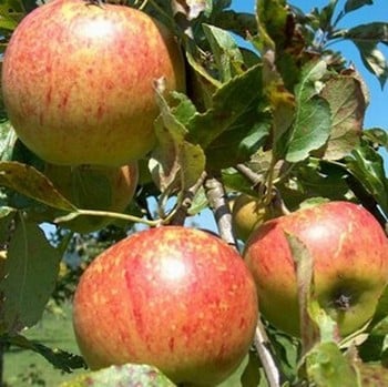 Organic Charles Ross Apple Trees