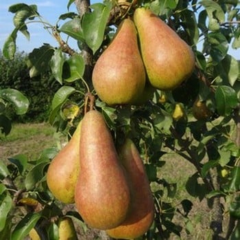 Organic Concorde Pear Trees