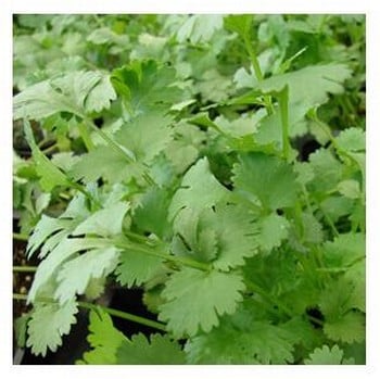 Organic Coriander Seeds