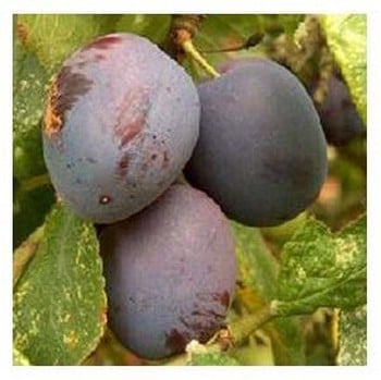 Organic Czar Plum Trees