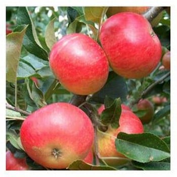 Organic Discovery Apple Tree