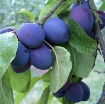 Organic Early Prolific Plum Tree