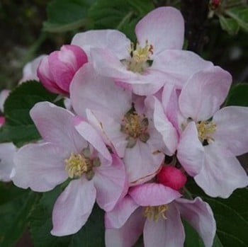 Organic Fiesta Apple Trees