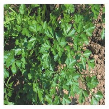 Organic Flat Leaf Parsley Seeds