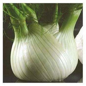 Organic Florence Fennel Zefa Fino (Bulbing) Seeds Organic Florence Fennel Zefa Fino (Bulbing) Seeds