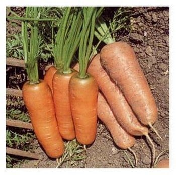 Organic Flyaway F1 Carrot Seeds
