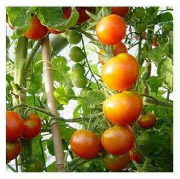 Organic Gardeners Delight Tomato Seeds