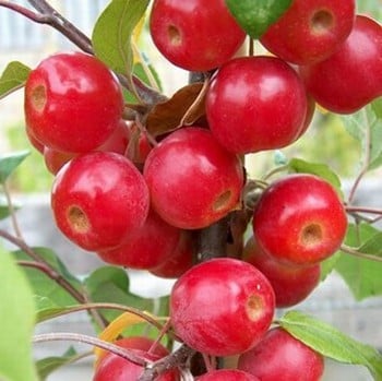 Organic Gorgeous Crab Apple Trees