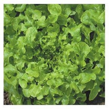 Organic Green Salad Bowl Lettuce Seeds