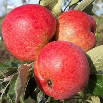 Organic Harry Masters Jersey Cider Apple Trees
