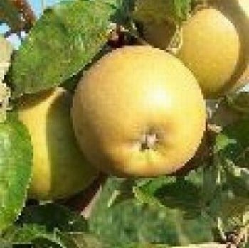 Organic Herefordshire Russet Apple Trees