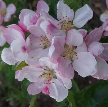 Organic Herefordshire Russet Apple Trees