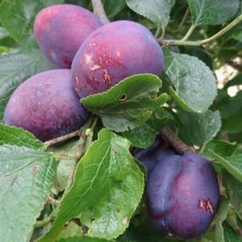 Organic Herman Plum Tree