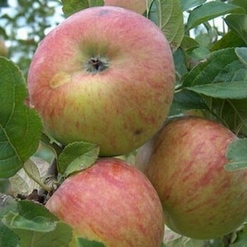 Organic Howgate Wonder Apple Trees