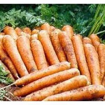 Organic Jeanette Carrot Seeds