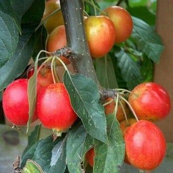 Organic John Downie Crab Apple Trees