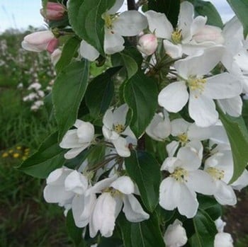 Organic John Downie Crab Apple Trees