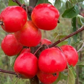 Organic John Downie Crab Apple Trees
