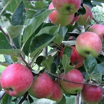 Organic Katy Apple Trees