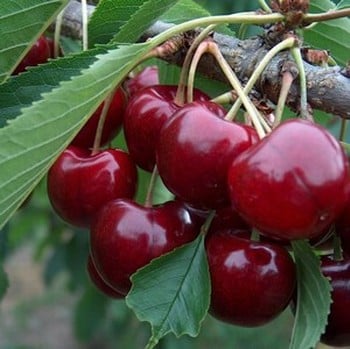 Organic Lapins Cherry Tree