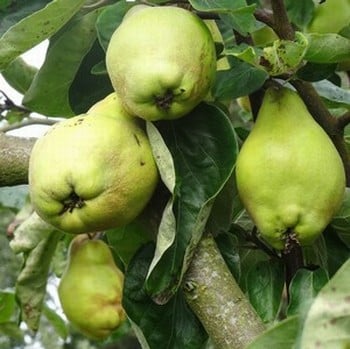 Organic Lescovaka Quince Tree