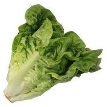 Organic Little Gem Delight Lettuce Seeds