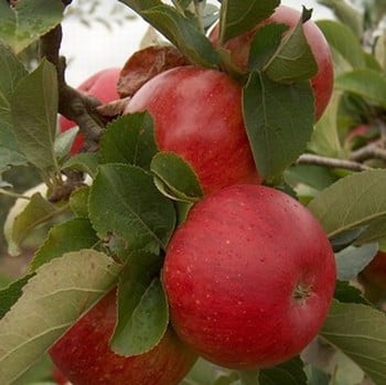 Organic Lord Lambourne Apple Trees