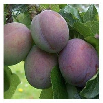 Organic Marjories Seedling Plum Trees