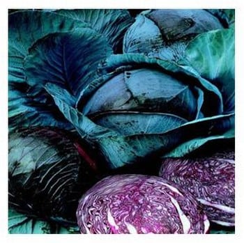 Organic Marner Large Red Cabbage Seeds