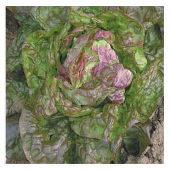 Organic Marvel of Four Seasons Lettuce Seeds