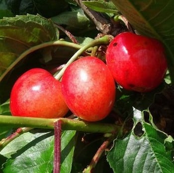 Organic Merton Glory Cherry Tree