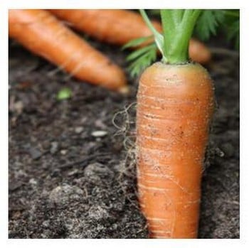 Organic Nantes 2 Carrot Seeds