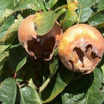 Organic Nottingham Medlar Tree