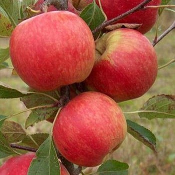 Organic Red Falstaff (R) Apple Trees