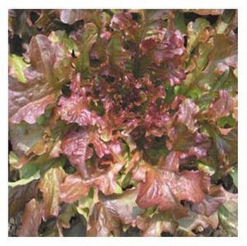 Organic Red Salad Bowl Lettuce Seeds