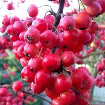 Organic Red Sentinel Crab Apple Tree