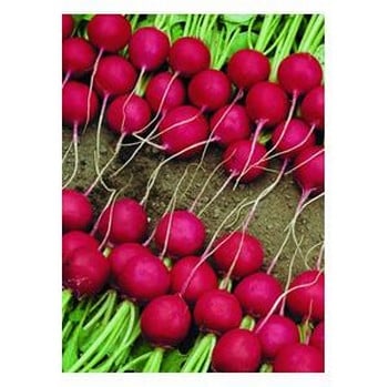 Organic Rudi Radish Seeds