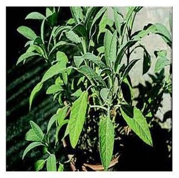 Organic Sage Seeds Organic Sage Seeds