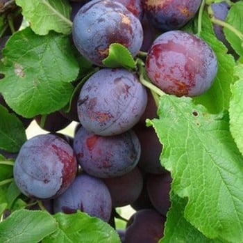 Organic Sanctus Hubertus Plum Tree