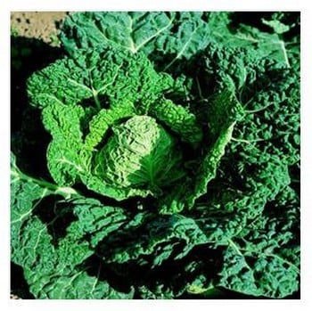 Organic Savoy Verbote Cabbage Seeds