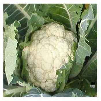 Organic Snowball Cauliflower Seeds