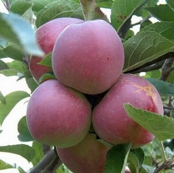 Organic Spartan Apple Trees