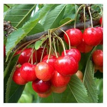 Organic Stella Cherry Trees