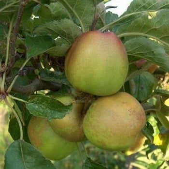 Organic Sturmer Pippin Apple Trees