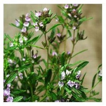 Organic Summer Savory Seeds