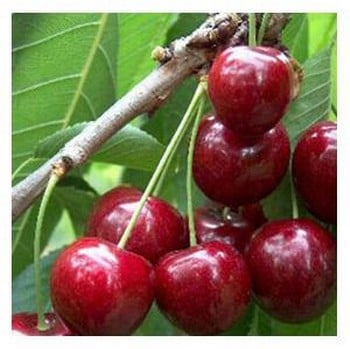 Organic Sunburst Cherry Trees
